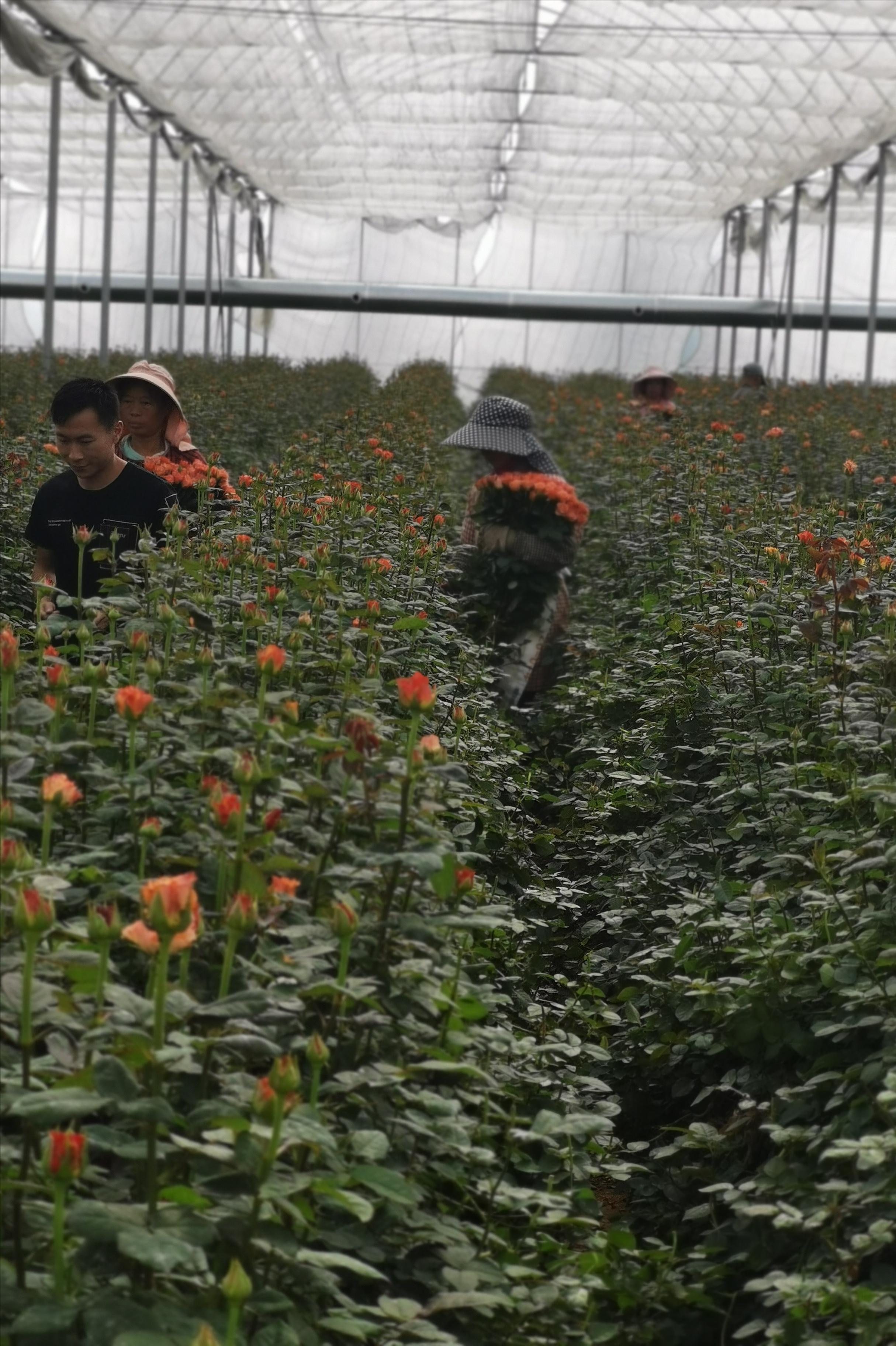 花盛锦鲜花交易平台的花好吗,花盛锦鲜花交易平台供应链