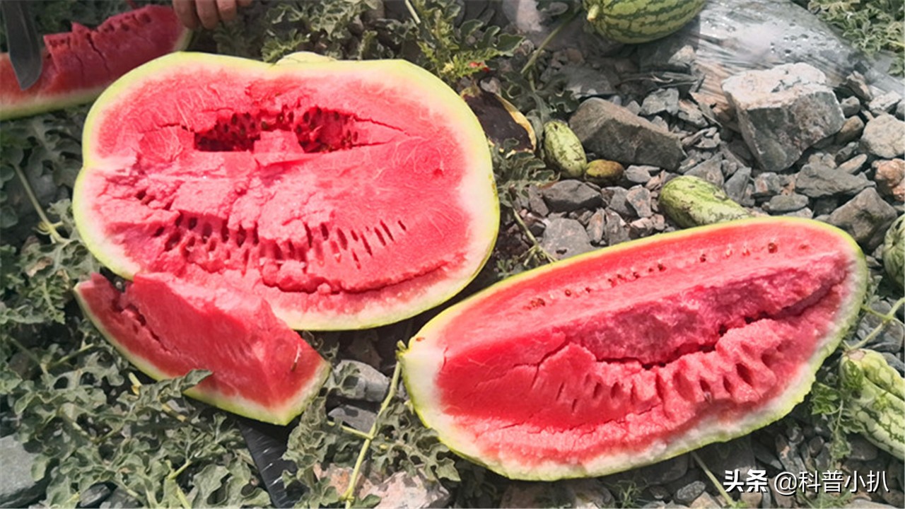 硒砂瓜种植现存问题,种植硒砂瓜的有利自然条件有哪些