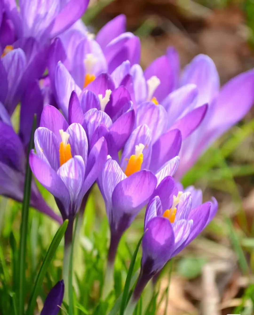球根类花卉有哪些比较好养,有哪些好看的球根花卉盆栽
