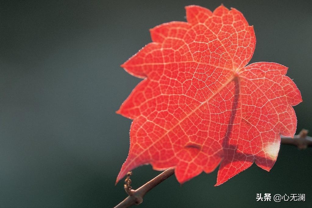愿天下无“癌”：鼻咽癌患者，拒绝吃肉家人反对，半年后病毒清零