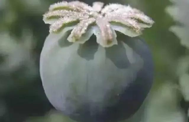 盆栽*粟罂**“当蔬菜吃”？涉嫌违法犯罪！有关知识来了解一下