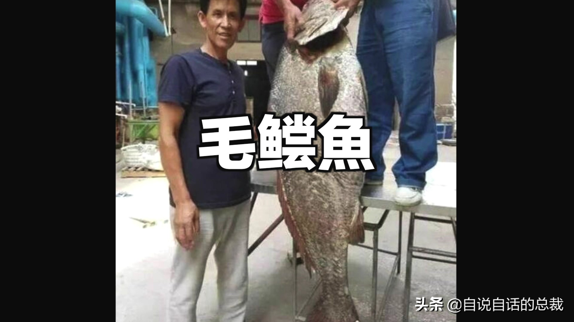 目前野生大黄鱼为什么这么贵,大黄鱼最贵价格多少钱一斤