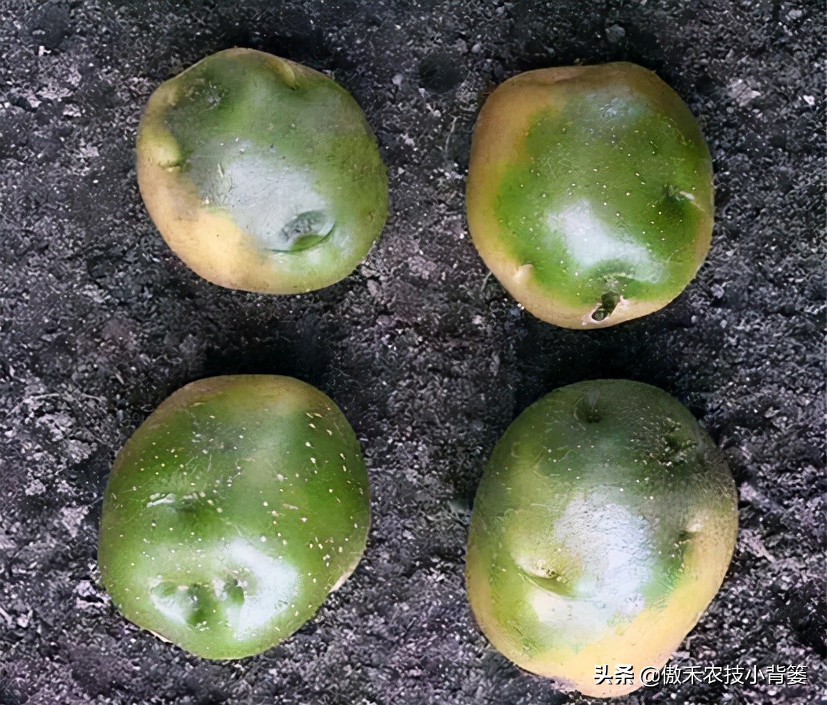 土豆种芽发紫什么原因,怎样防止土豆生芽变绿