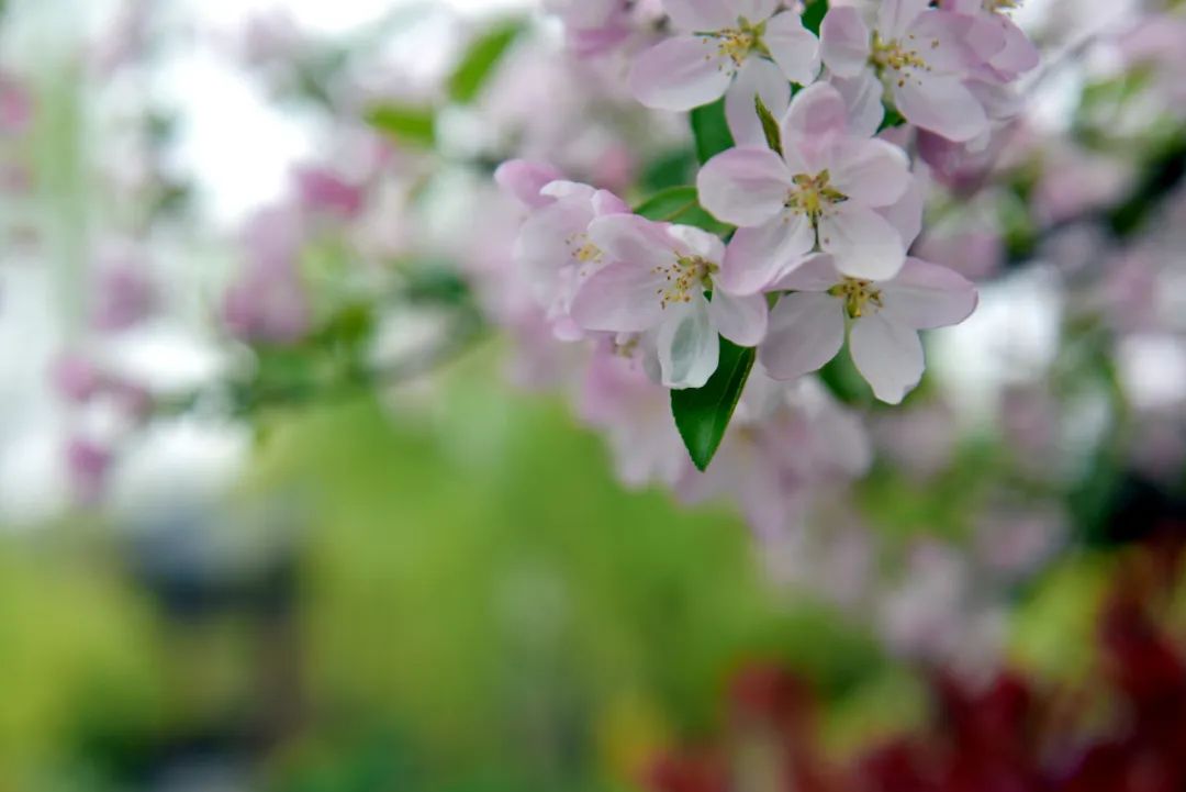 春日来信,春日来信与美好不期而遇