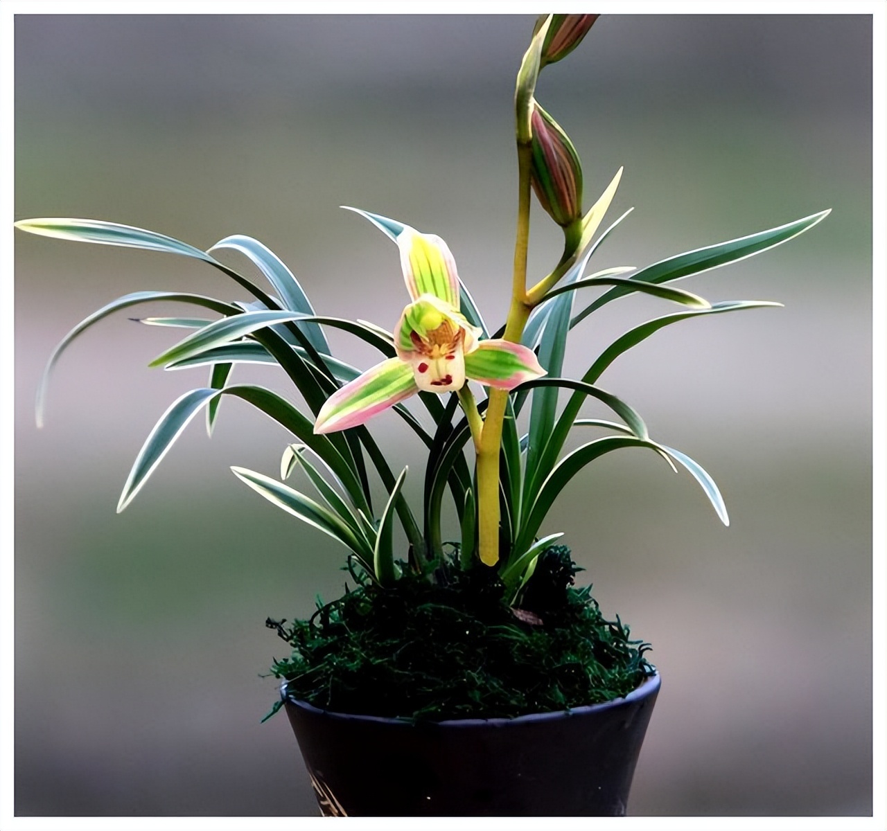 建兰帝王妃最低能耐多少度,金边建兰帝王妃叶子多长