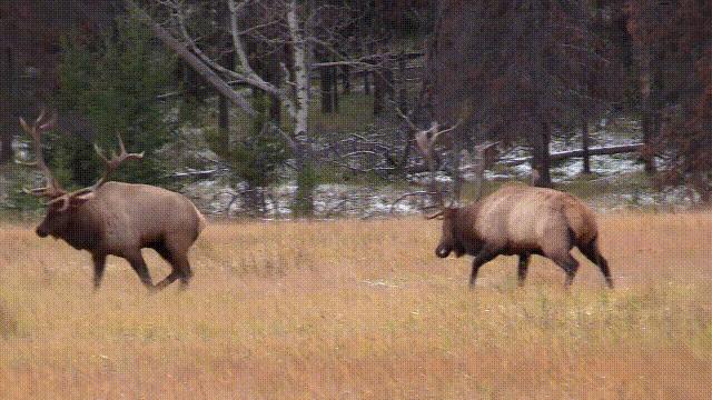 超级血液代表着什么,超级血液是啥