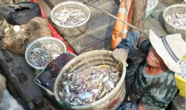 海边的你知道什么是流网.张网吗？聊聊宁波的流网作业和张网作业