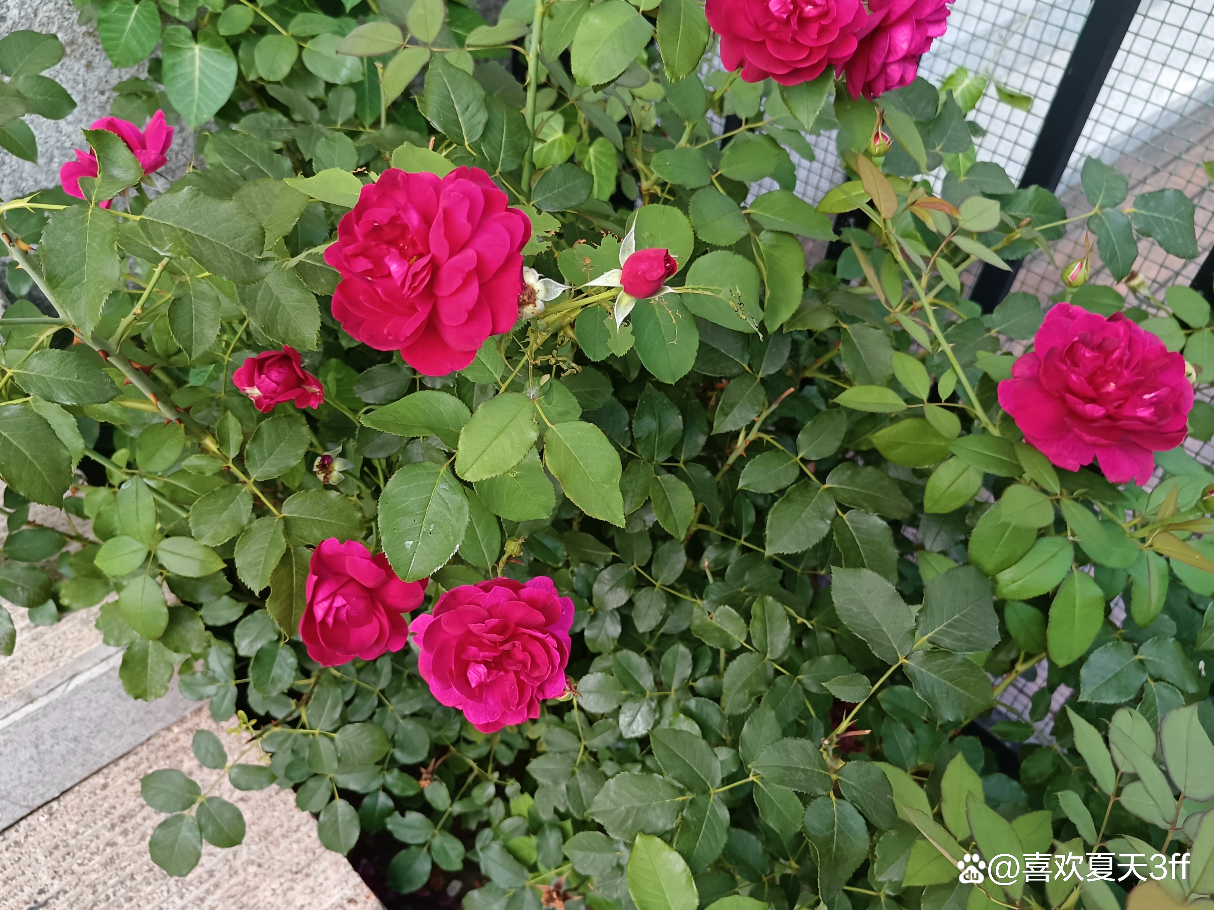 夏日的鲜花浪漫的盛开美丽又迷人,夏日盛开的鲜花
