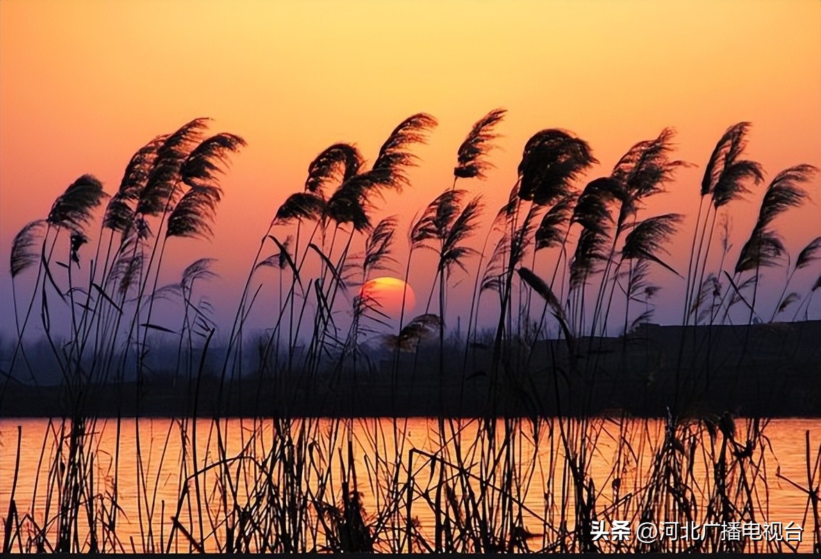 今日的白洋淀视频,现在白洋淀的情况
