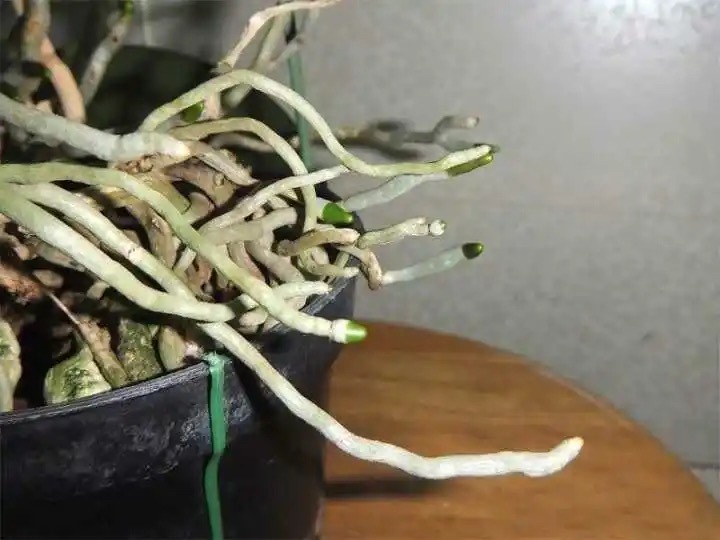 新手养蝴蝶兰技巧,新手养蝴蝶兰怎么养