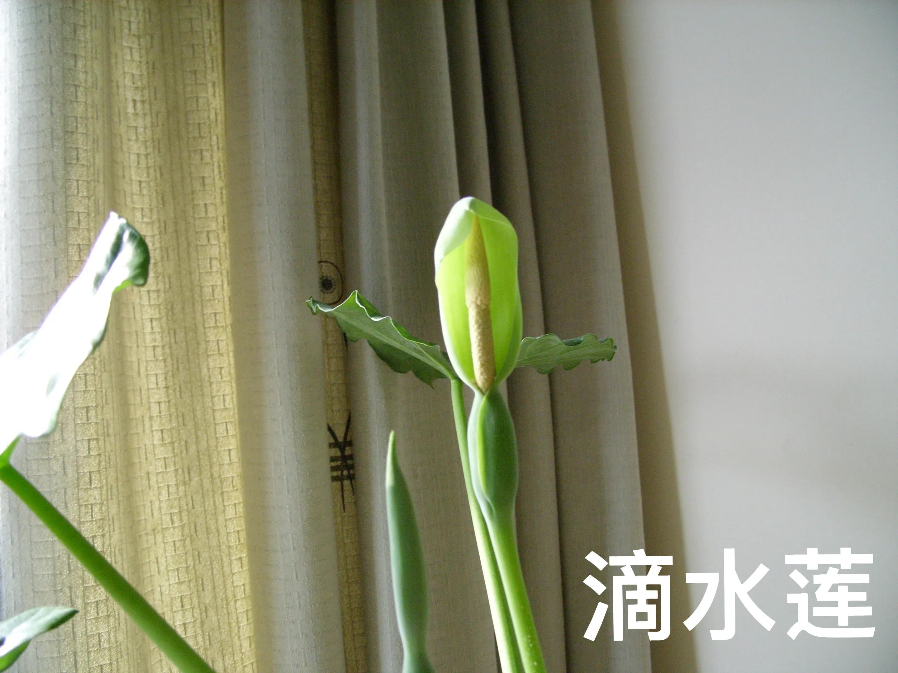 与滴水观音相似的绿植,滴水莲的习性