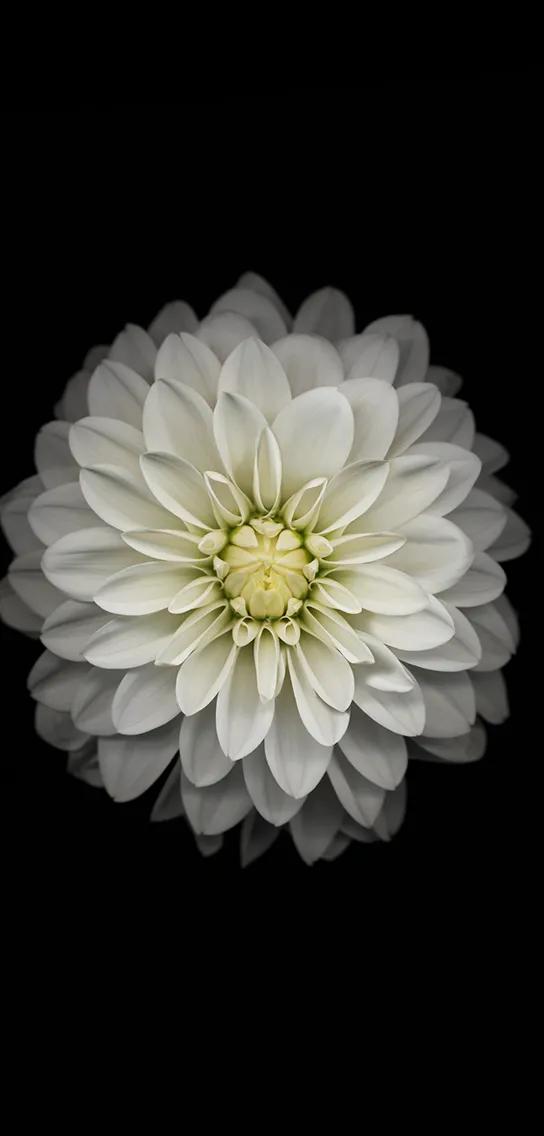 花朵黑白手绘图,黑白图片花朵