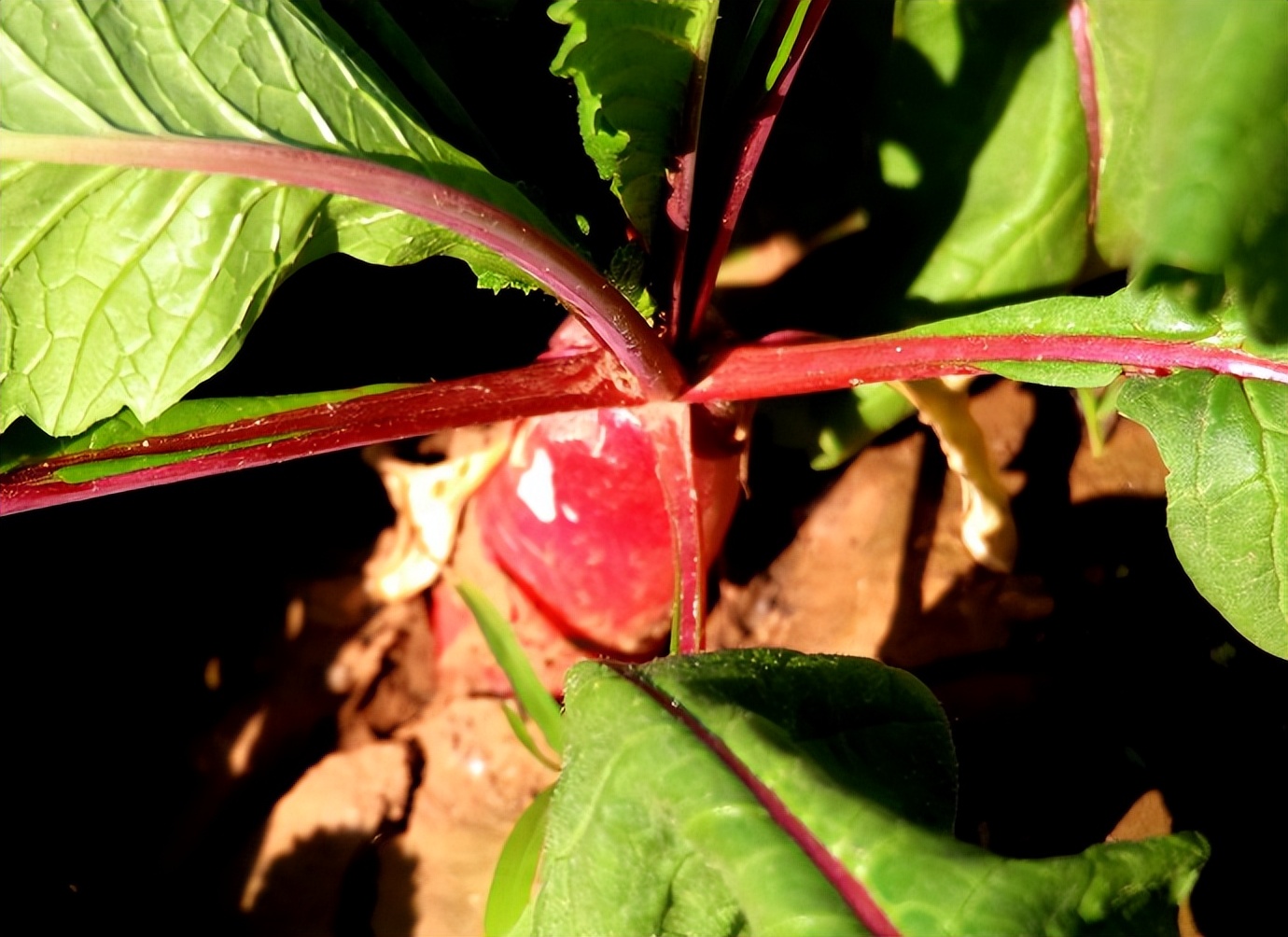 浣撴鍓嶄竴澶╁皬閰屽彲浠ュ悧,浣撴鍠濋厭