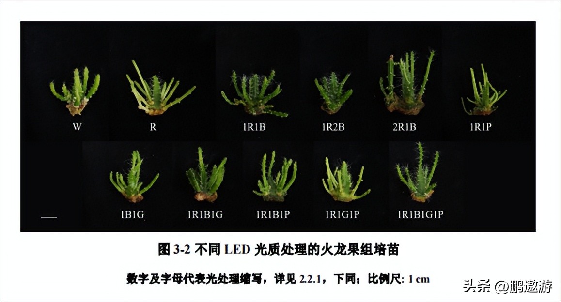 火龙果用什么颜色灯补光,普通led灯能给火龙果补光吗