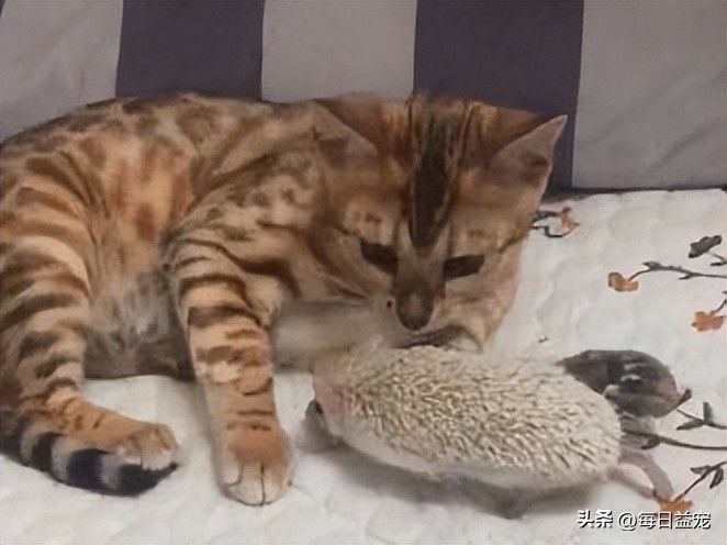 傻猫摸小刺猬被吓到了,傻猫欺负小鸡