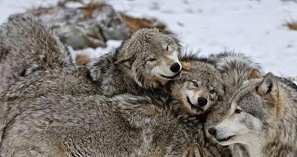 狼群发情期现象,狼群里地位低的狼怎么生存