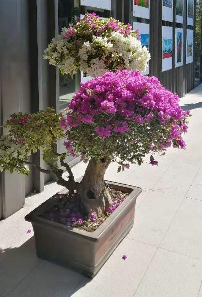 容易养的花苗而且开花时间长,10种公认最好养的花占地小