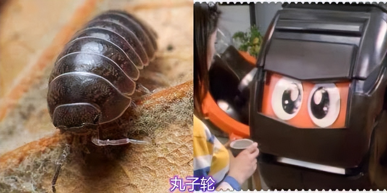 铁甲小宝里有哪些机器人,铁甲小宝中所有机器人图片