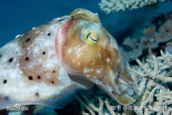 大话舟山海鲜系列(三)—大话墨鱼(喷墨家族成员之一)