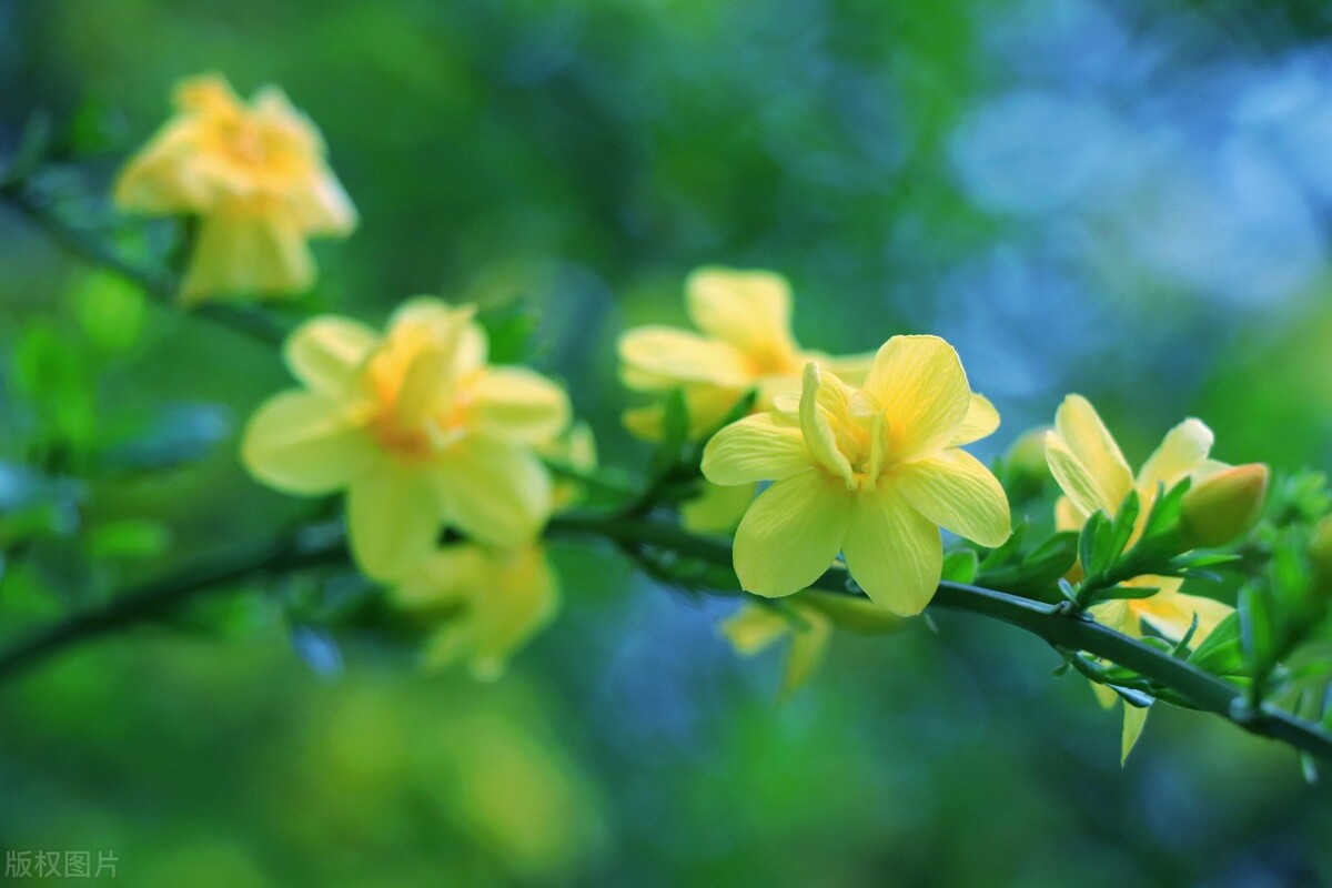 和春天干杯文案,和春天约会短句子