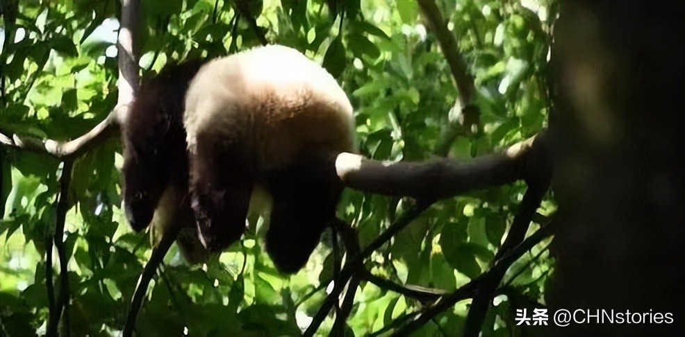 胖达日本,胖达在外国多火