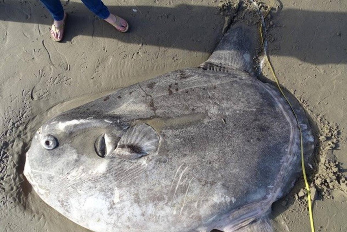大海里的十种怪鱼,海洋里最可怕的三大怪鱼