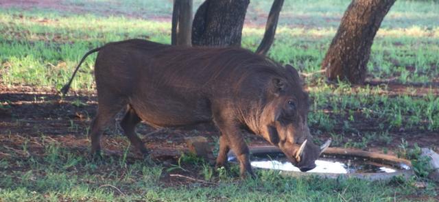 “猪肉热潮！野猪肉首度亮相市场，你绝对不能错过！”