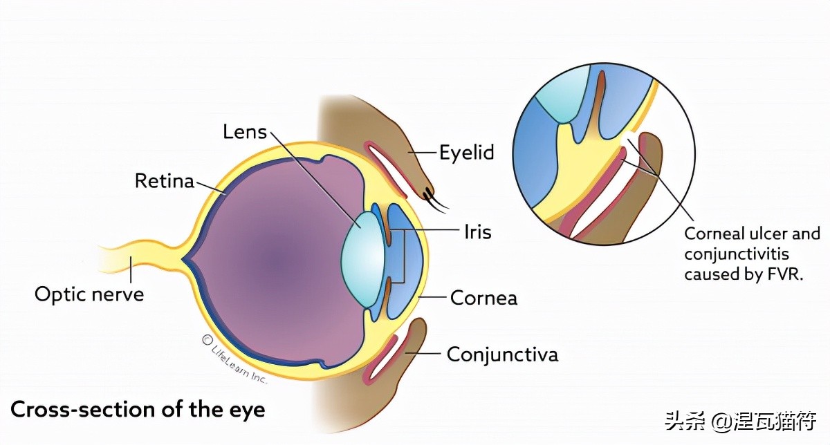 猫疱疹病毒和猫杯状病毒pcr的区别,猫咪疱疹病毒猫鼻支症状