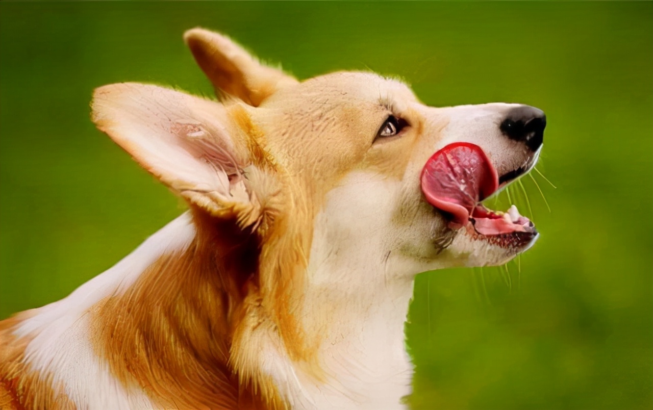 不管多生气，都别轻易打狗狗，小心害了它