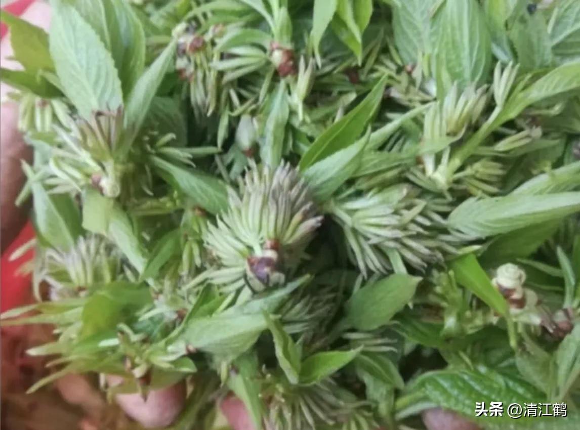 发财树“三木”药材再生环剥有“讲究”,5个细节要“避坑”