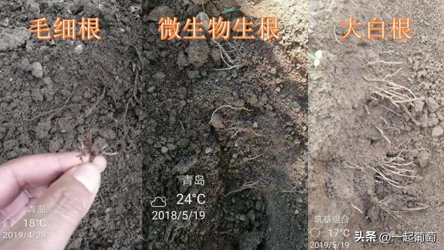 葡萄树专用肥有机肥复合肥,种植葡萄钙肥