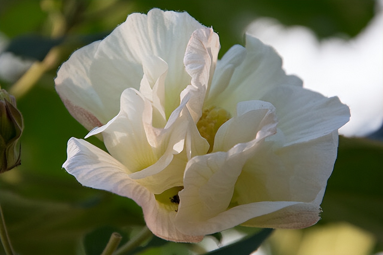 中国各地的市花一览表,中国城市的市花最多的是