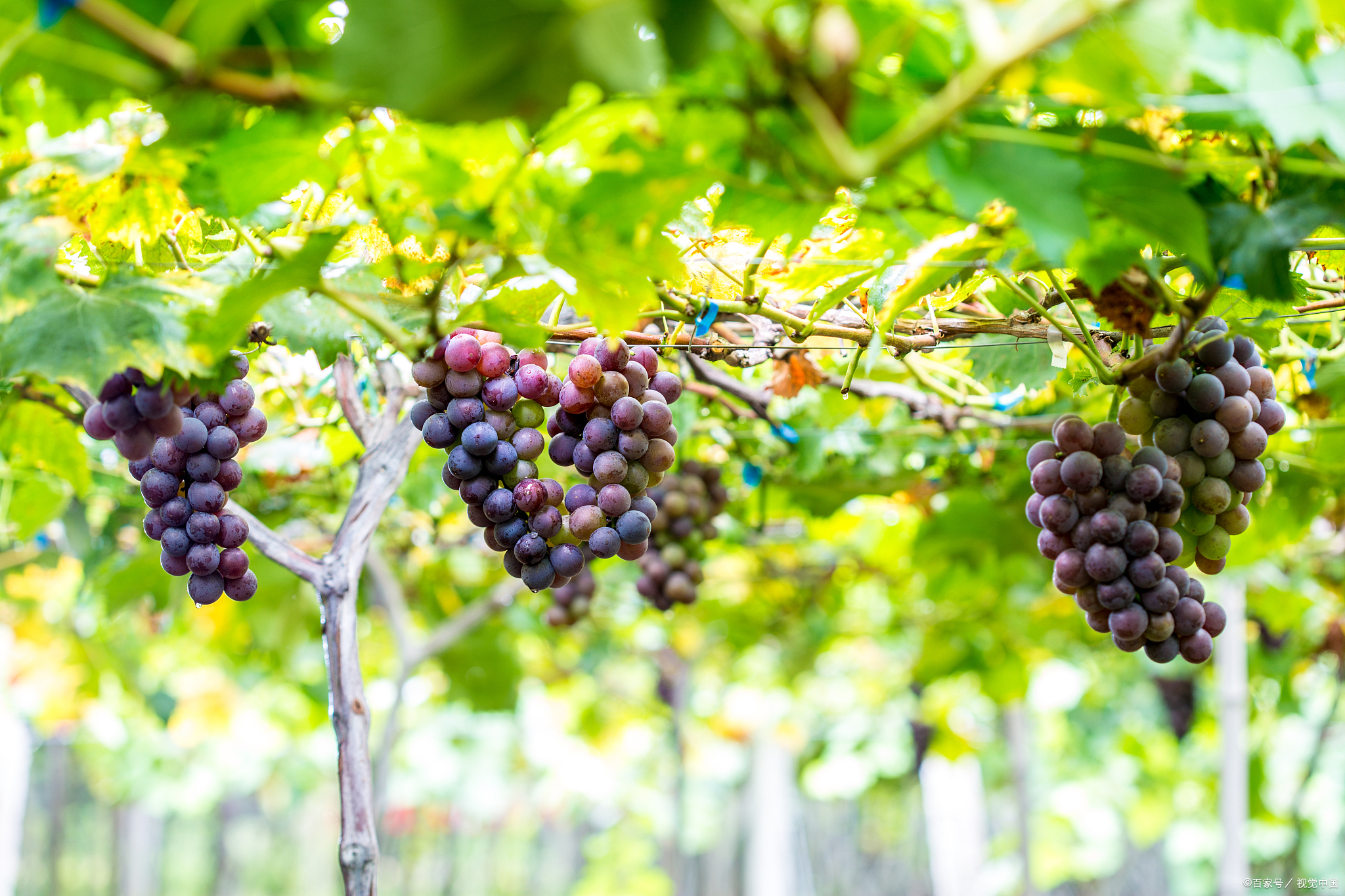 十月必吃的十种水果你吃了几种,九月份最常吃的十种水果
