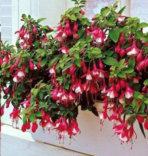 分享图片温暖大图,倒挂金钟花唯美视频