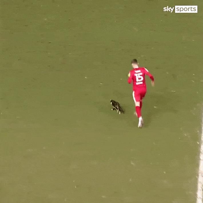 流浪猫误入球场获得冠军,流浪猫误入领地