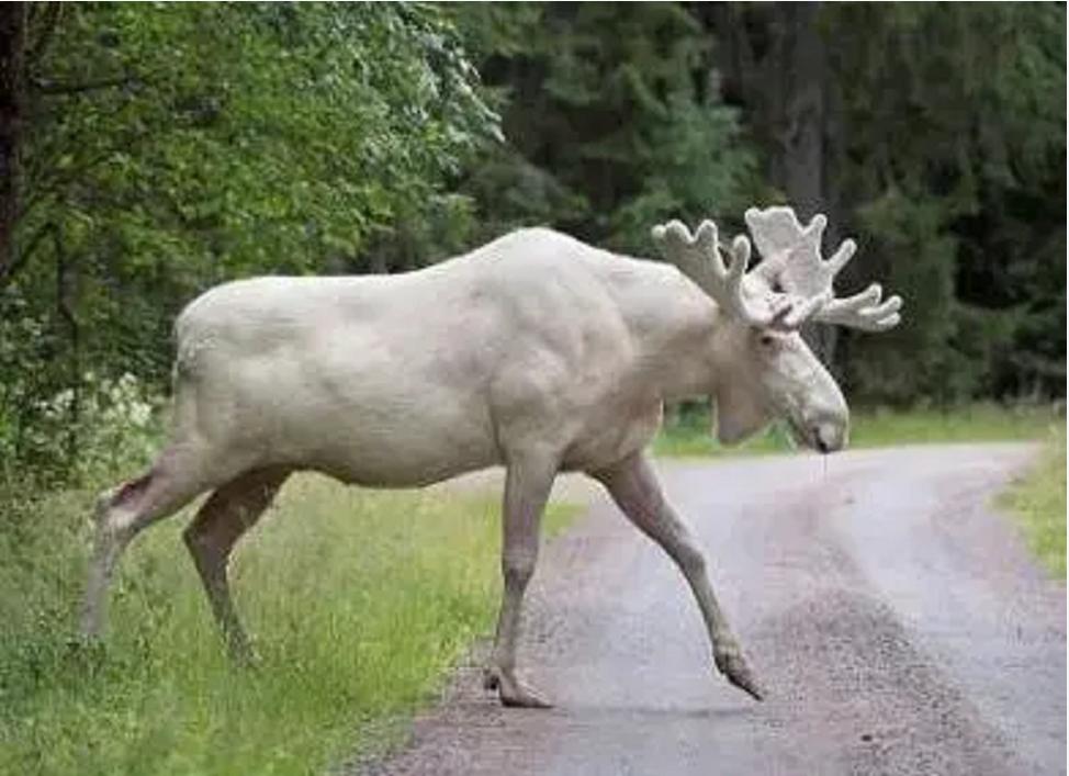 神奇动物中的山海经神兽有哪些,神奇动物中国山海经神兽
