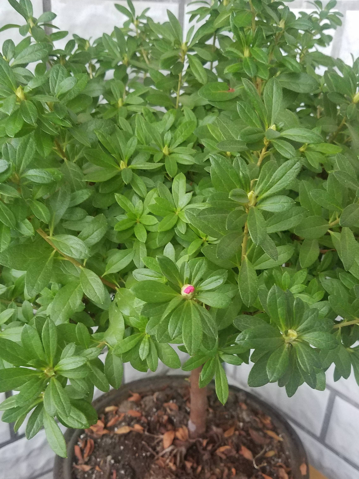 怎样养好杜鹃花,怎样养杜鹃花才能有花蕾