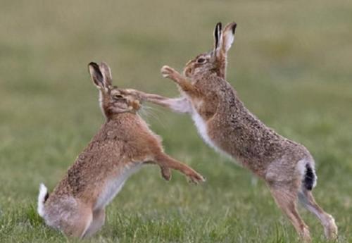 澳大利亚野兔为什么会泛滥成灾,澳大利亚的野兔为什么会泛滥成灾