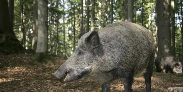 “猪肉热潮！野猪肉首度亮相市场，你绝对不能错过！”
