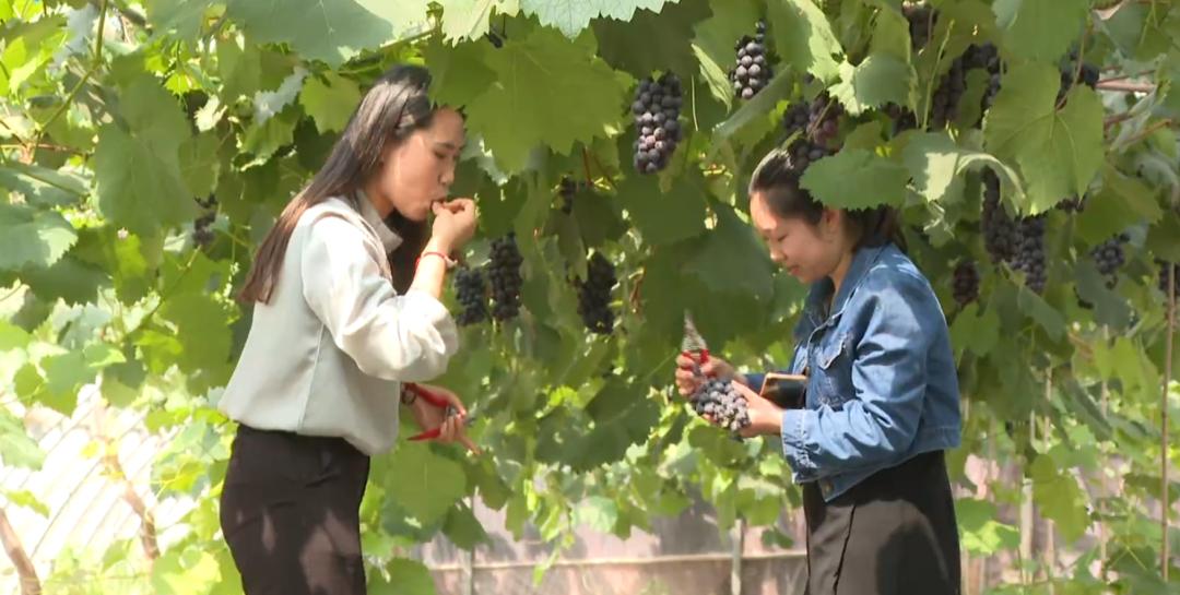 鹿泉丰收,致富路上瓜果飘香花盛开