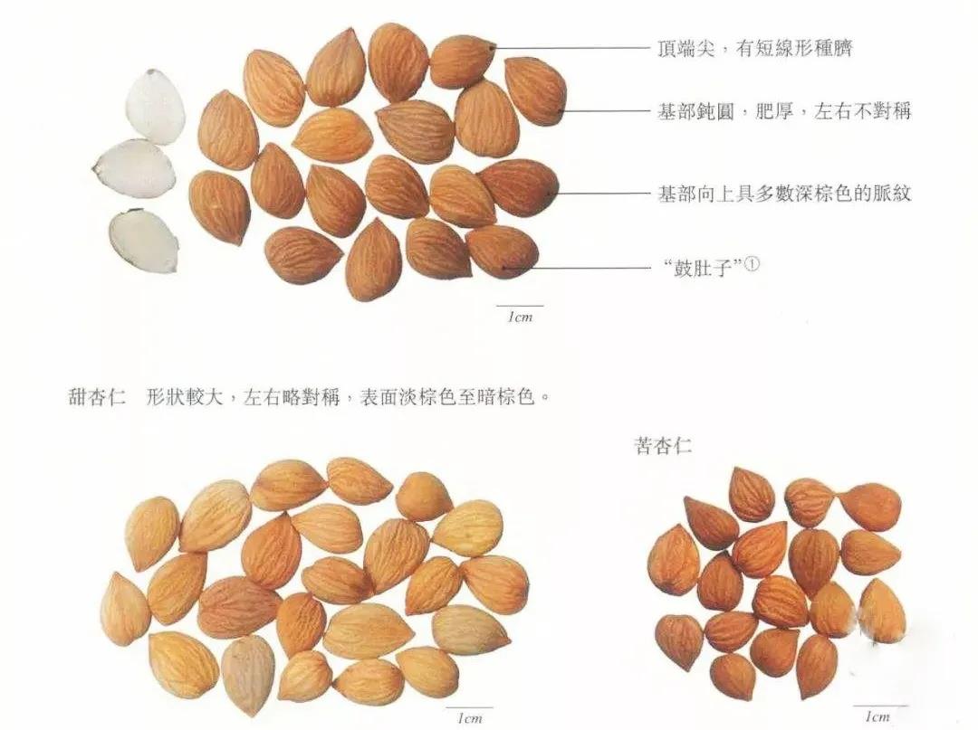 每天学习一味中药枇杷叶,每天学习一味中药