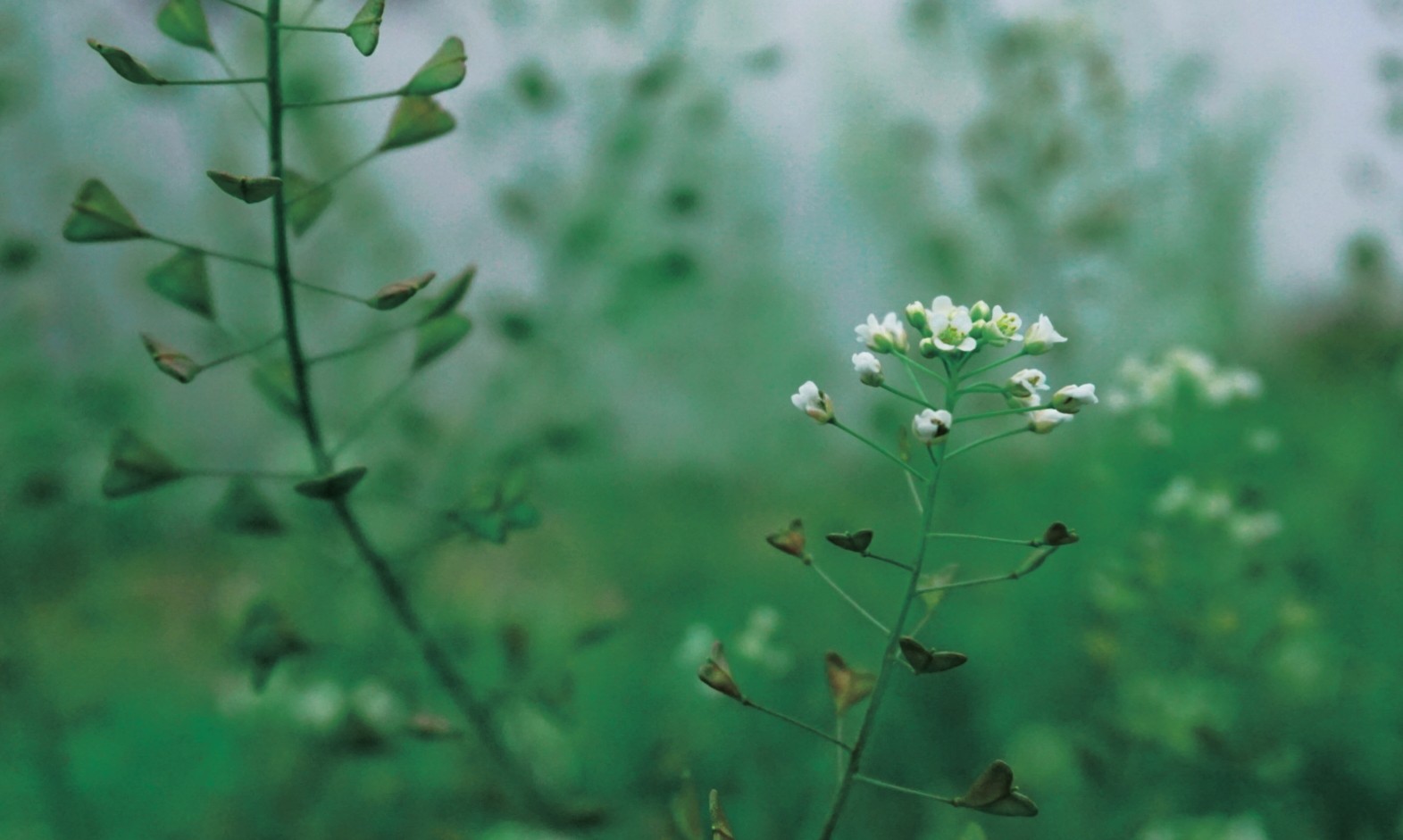 微单：SONYα6000手机：XIAOMIMIX4记录我的美好时刻