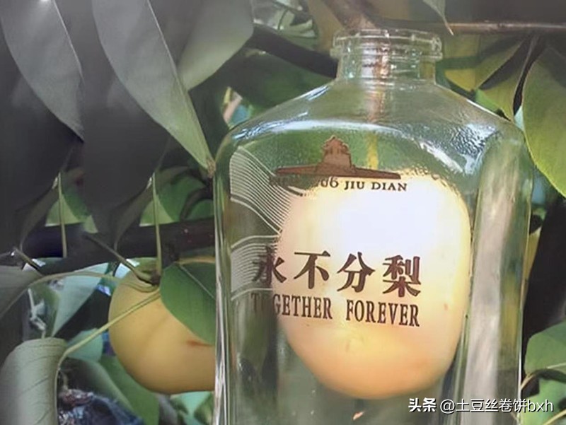 五粮液永不分梨40度多少钱一瓶,五粮液永不分梨是五粮液集团的吗