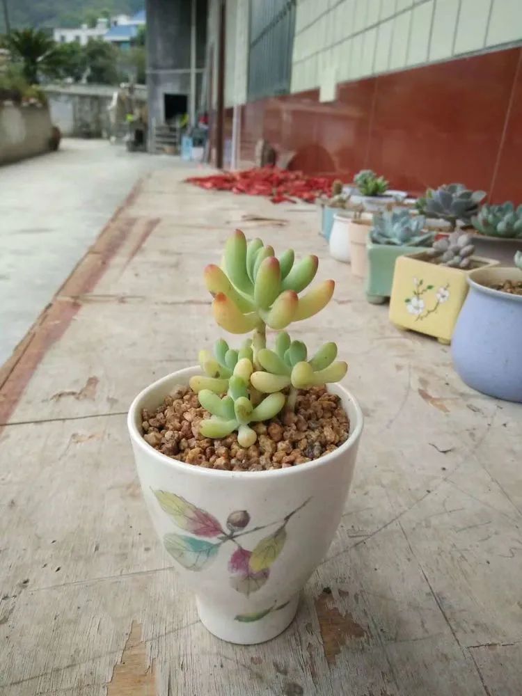 送我一轮明月文案,送我一轮明月