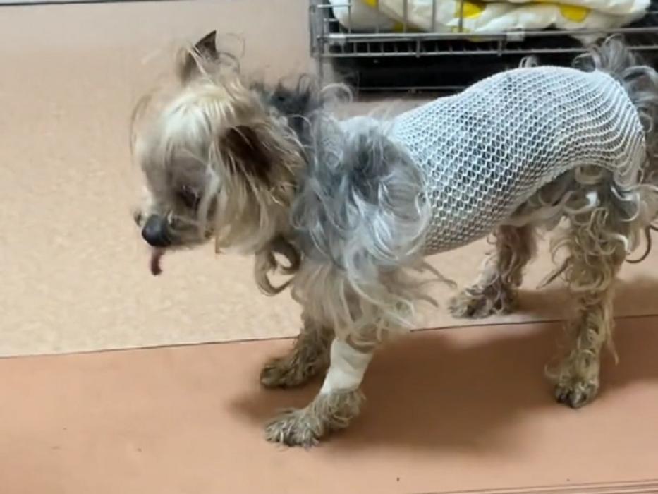 辽宁：年迈约克夏独自流落街头，小哥：如果没被发现，它该咋生存