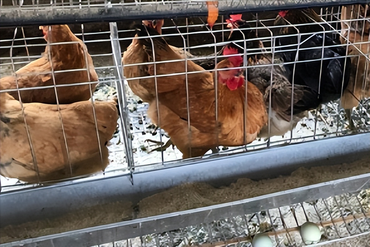 绿壳蛋鸡的养殖全过程,绿壳蛋鸡的正确养殖方法