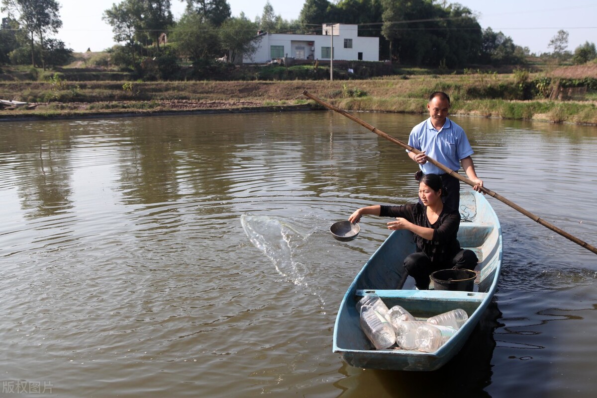 死水鱼塘如何保持水清,死水鱼塘如何养罗非鱼