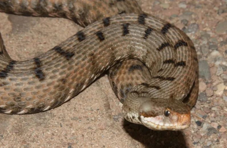 「原来欧洲有这么多种蛇？！」偷师卡塞尔的豢龙大师·下