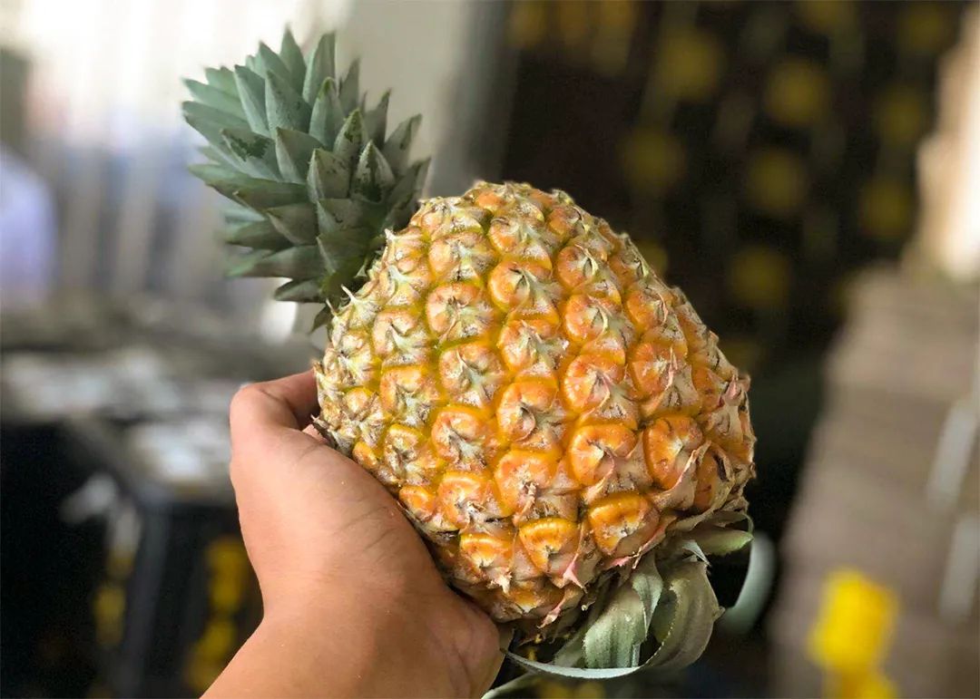 现在为什么菠萝很少凤梨很多,市场上的菠萝和凤梨怎么区分