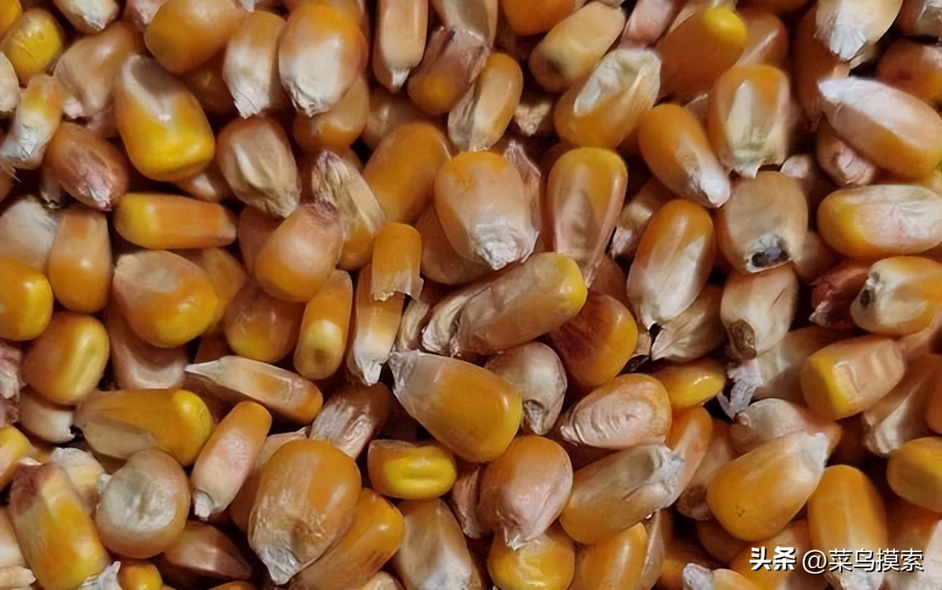 串钩怎么挂玉米钓鱼视频,挂玉米钓鱼有口却打不上鱼为什么